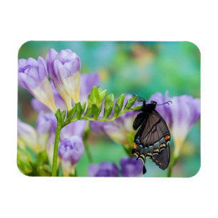 Magnet Flexible Un papillon monarque Danaus Plexippus
