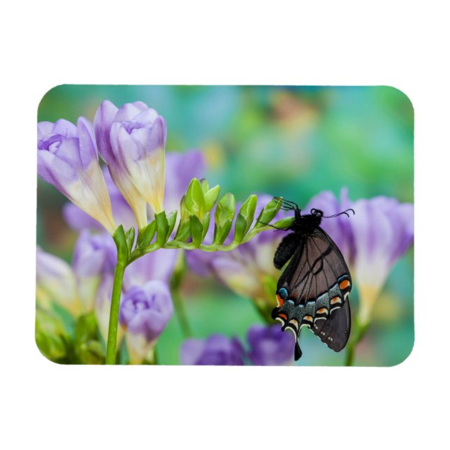 Magnet Flexible Un papillon monarque | Danaus Plexippus (Horizontal)