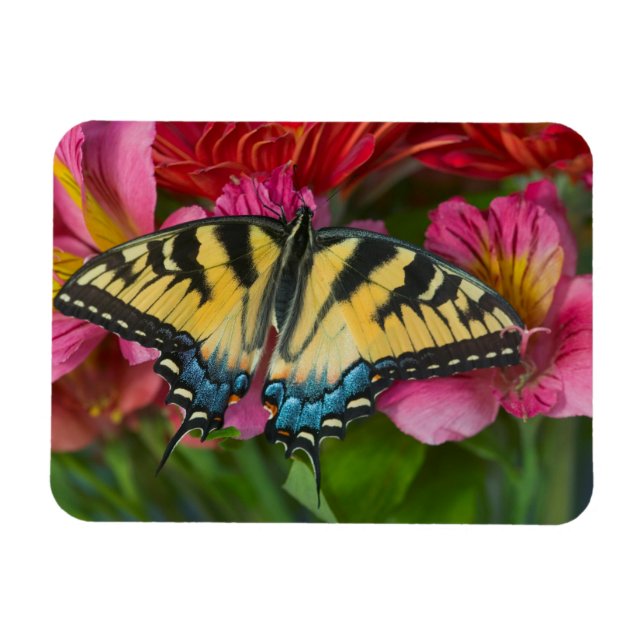 Magnet Flexible Un papillon Papilio glaucus (Horizontal)