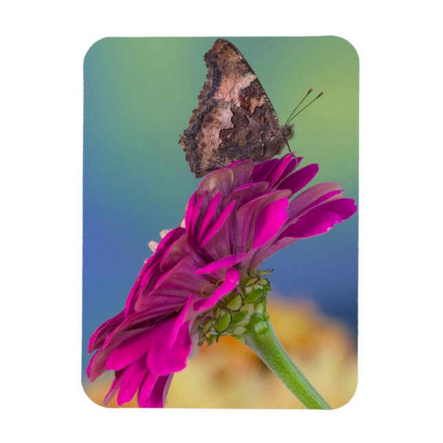 Magnet Flexible Un papillon Papilio Multicaudatus (Vertical)