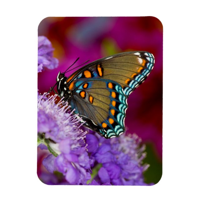 Magnet Flexible Un papillon swallowtail à épices (Vertical)