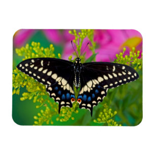 Magnet Flexible Un papillon swallowtail atterrissant