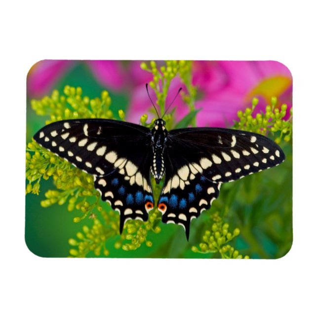 Magnet Flexible Un papillon swallowtail atterrissant (Horizontal)