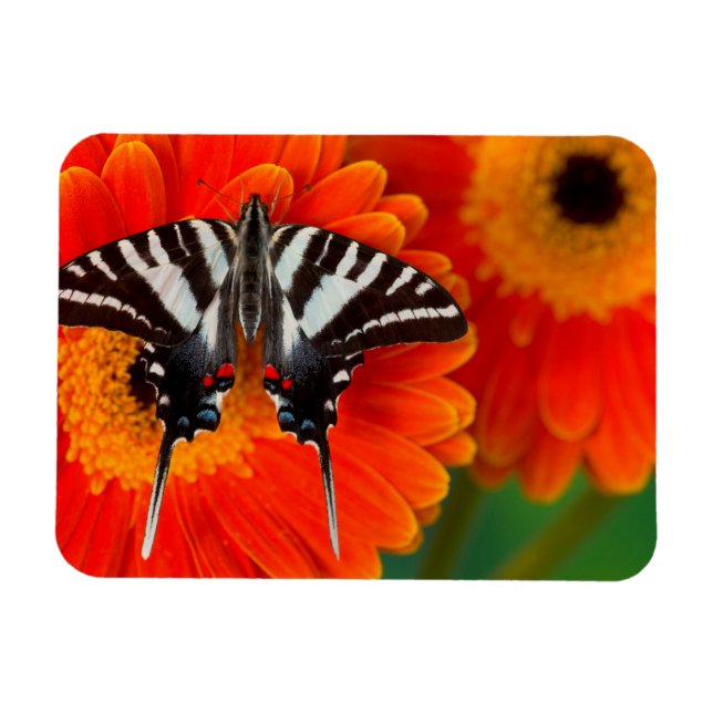 Magnet Flexible Un papillon swallowtail zèbre (Horizontal)