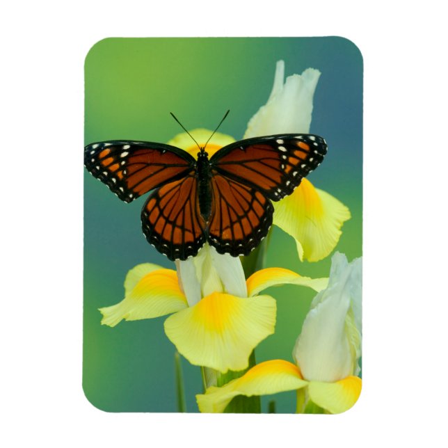 Magnet Flexible Un papillon vice-roi sur un iris japonais jaune (Vertical)