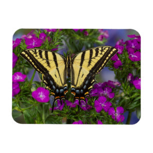 Magnet Flexible Un papillon Viceroy sur des fleurs roses foncées