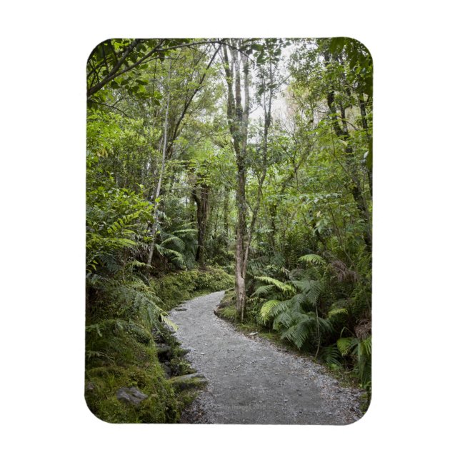 Magnet Flexible Un sentier à travers une forêt tropicale au pied d (Vertical)