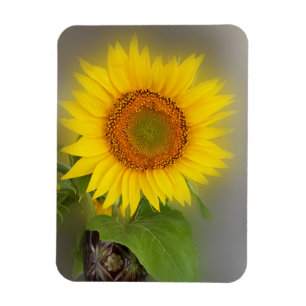 Magnet Flexible un tournesol brillant
