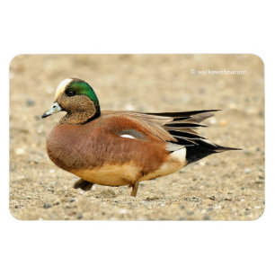 Magnet Flexible Un Wigeon américain sur la plage