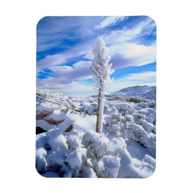 Magnet Flexible Un yucca enneigé (Vertical)