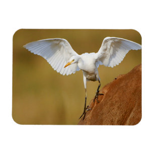 Magnet Flexible Une aigrette garzette (Bubulcus Ibis) descend
