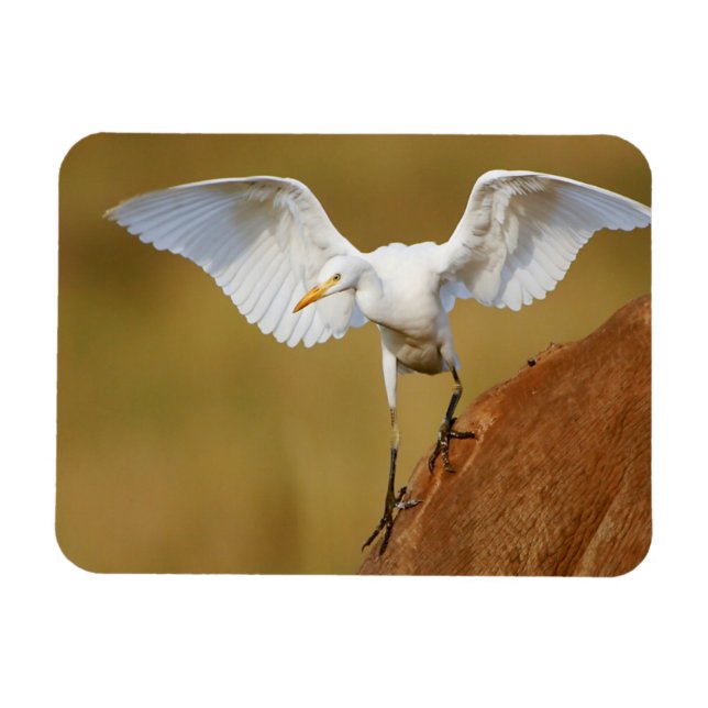 Magnet Flexible Une aigrette garzette (Bubulcus Ibis) descend (Horizontal)