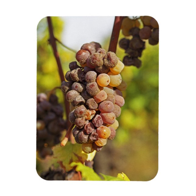 Magnet Flexible Une grappe de raisin Semillon moisie à Ch Raymond  (Vertical)