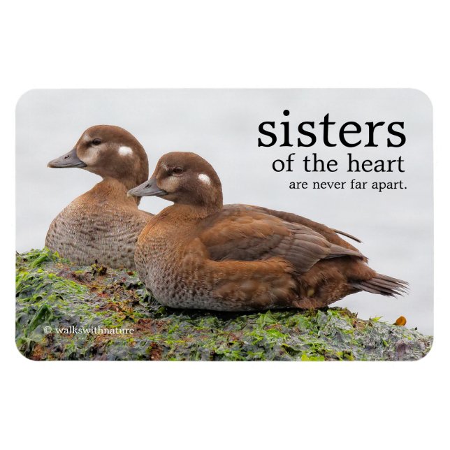 Magnet Flexible Une paire de canards arlequins sur les rochers (Horizontal)