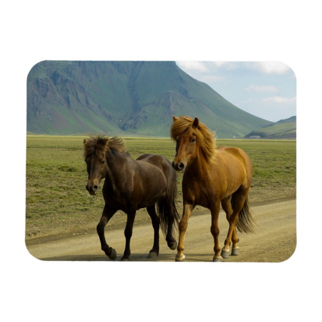 Magnet Flexible Une paire de poneys islandais Brown (Horizontal)