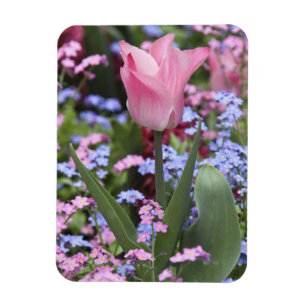 Magnet Flexible Une tulipe au Jardin du Luxembourg, Paris, France