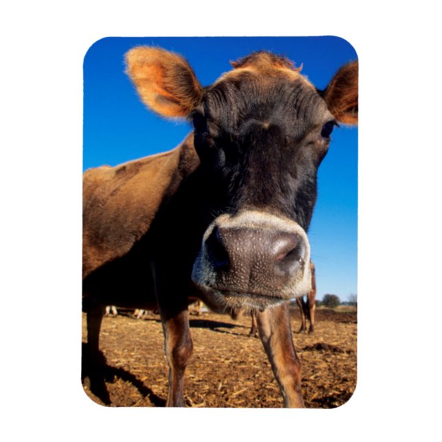 Magnet Flexible Une vache jersiaise curieuse (Vertical)