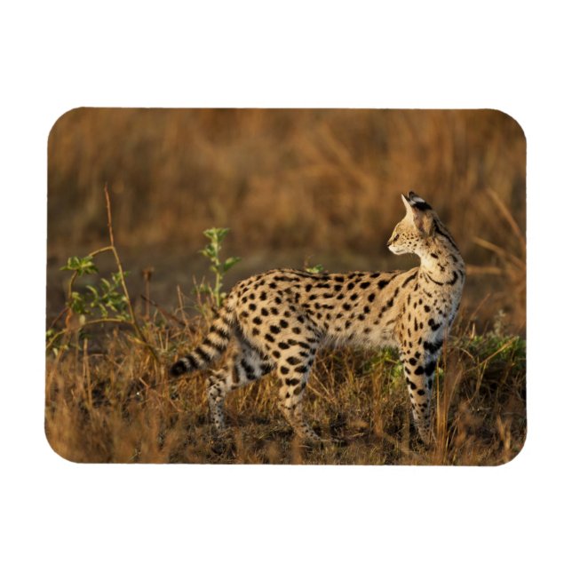 Magnet Flexible Upper Mara, réserve de gibier Masai Mara, Kenya, (Horizontal)