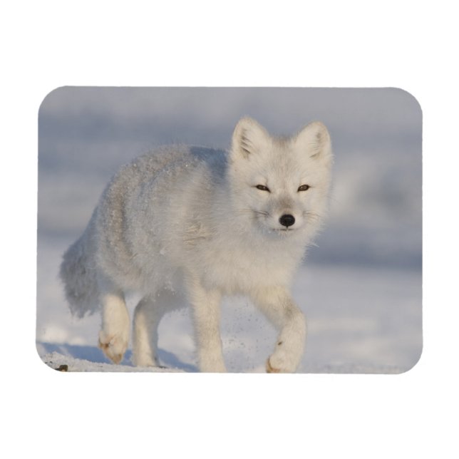 Magnet Flexible USA, Alaska, 1002 Plaine côtière de l'ANWR. A 3 (Horizontal)