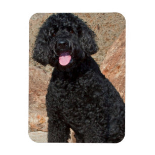 Magnet Flexible USA, Californie. Labradoodle assis