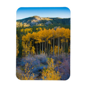 Magnet Flexible USA, Colorado. Bright Yellow Aspens in Rockies