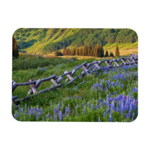 Magnet Flexible USA, Colorado. Lupines and split rail fence