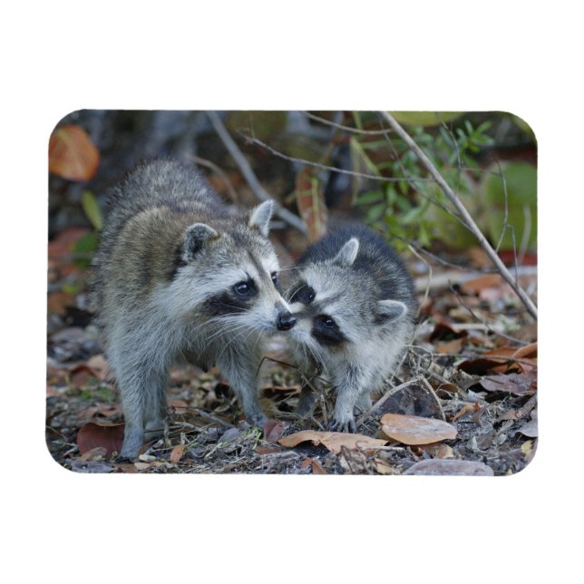 Magnet Flexible USA, Floride, Sanibel, Ding Darling National (Horizontal)