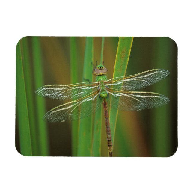 Magnet Flexible USA, Géorgie. Dragonfly vert sur roseaux (Horizontal)
