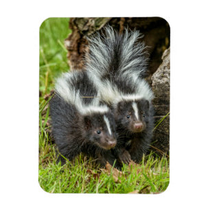 Magnet Flexible USA, Minnesota, Sandstone, Minnesota Wildlife