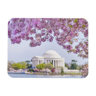 Magnet Flexible USA, Washington DC, Cherry tree in floraison