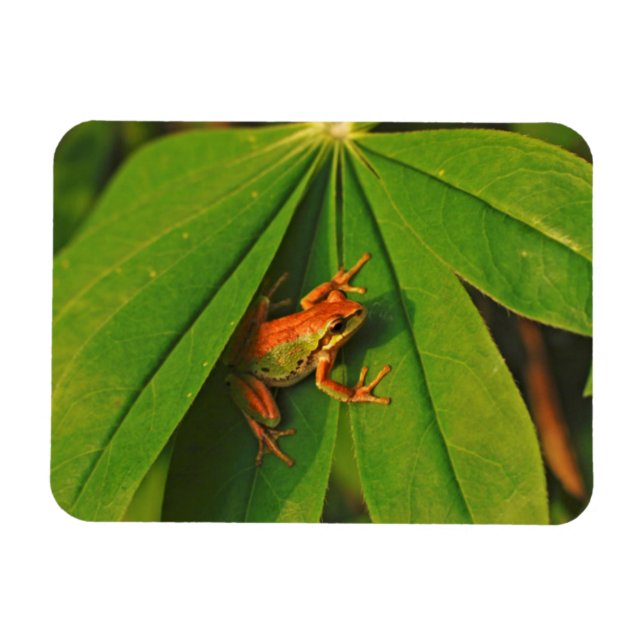 Magnet Flexible USA, Washington, Seattle, Discovery Park 2 (Horizontal)