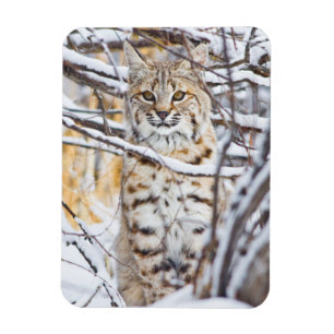 Magnet Flexible USA, Wyoming, Bobcat