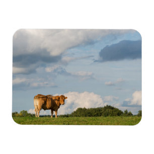 Magnet Flexible Vache Blonde d'Aquitaine en Dordogne, France