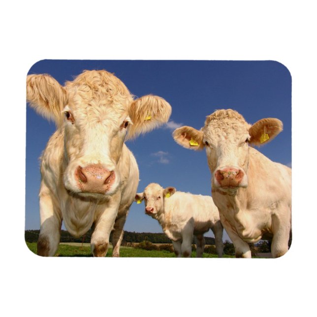 Magnet Flexible Vaches (Horizontal)