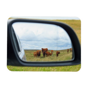 Magnet Flexible Vaches dans le miroir