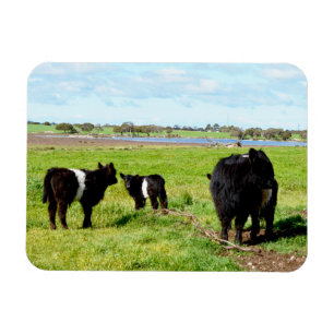 Magnet Flexible Vaches Galloway Pour La Mère Et Le Bébé, Aimant Fl