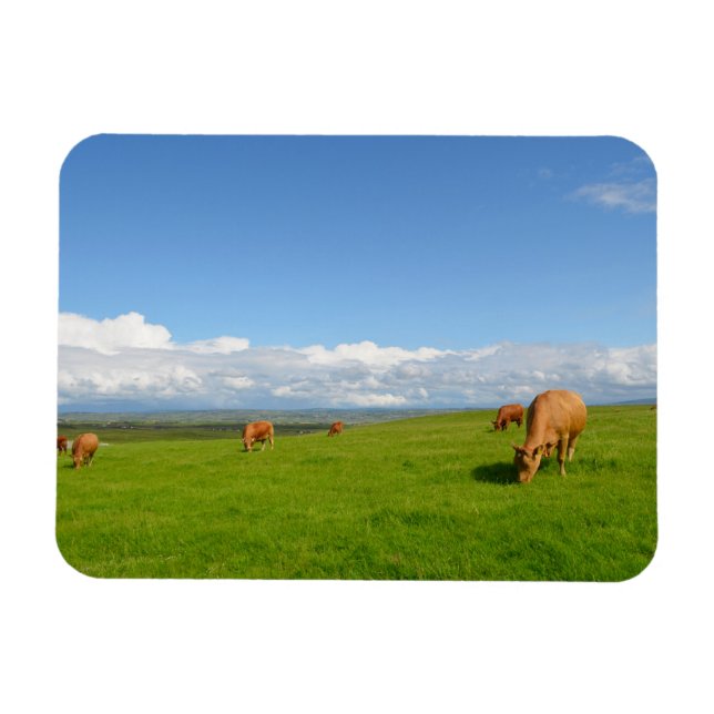 Magnet Flexible Vaches pâturant dans une prairie, aimant rectangle (Horizontal)
