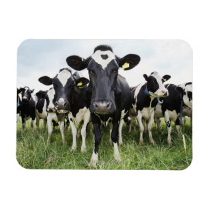 Magnet Flexible Vaches se tenant dans une rangée regardant