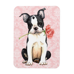 Magnet Flexible Valentine Rose Boston Terrier
