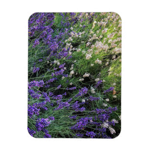 Magnet Flexible Variété de Lavande