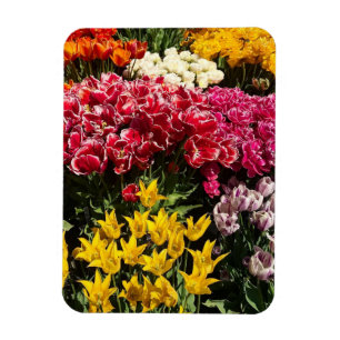 Magnet Flexible Variété de tulipes