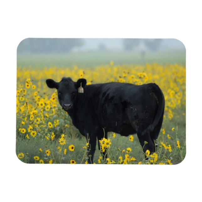 Magnet Flexible Veau noir dans un champ de tournesols (Horizontal)