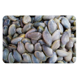 Magnet Flexible Venus Clam [ห อ ย ล า ย]