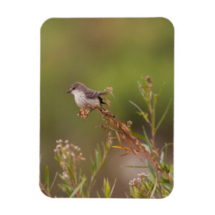 Magnet Flexible Vermilion Flycatcher