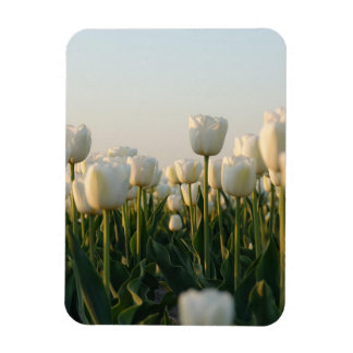 Magnet Flexible Vibrant white and Red Tulips Garden Photo Magne