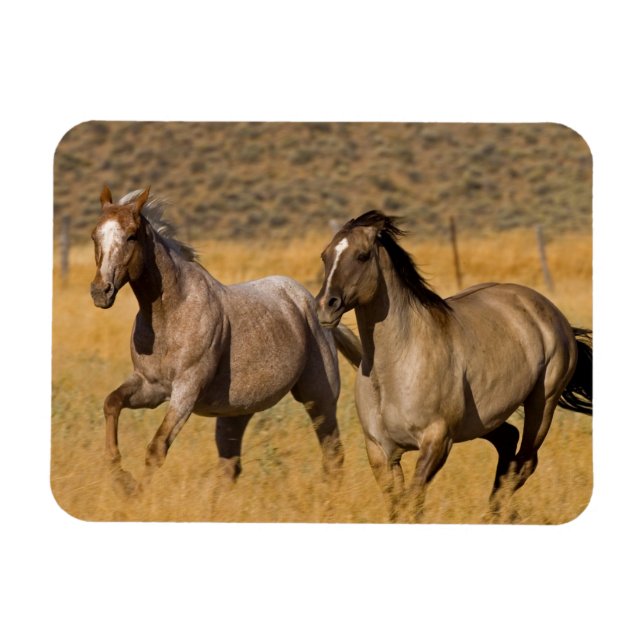 Magnet Flexible Vie de ranch au Ponderosa Ranch (Horizontal)