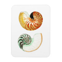 vie marine "NAUTILUS" MARQUE PHOTO DE SAISHELL