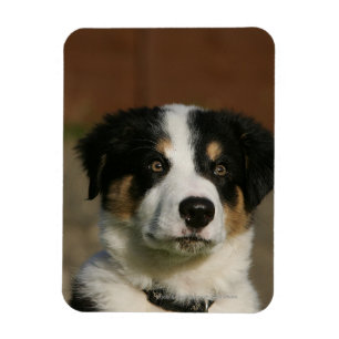 Magnet Flexible Vieux Headshot de chiot de border collie de 12