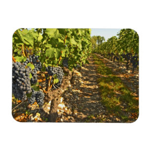 Magnet Flexible vignes de Cabernet Sauvignon alignées dans le