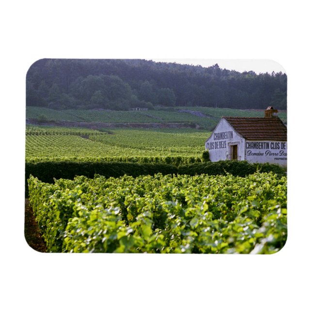 Magnet Flexible vignoble Chambertin Clos de Bèze Grand Cru avec (Horizontal)